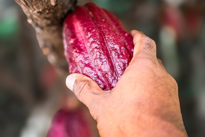 Grenada Herb & Spice Tour -Fort Frederick, Chocolate & Waterfalls - What Makes This Tour Stand Out