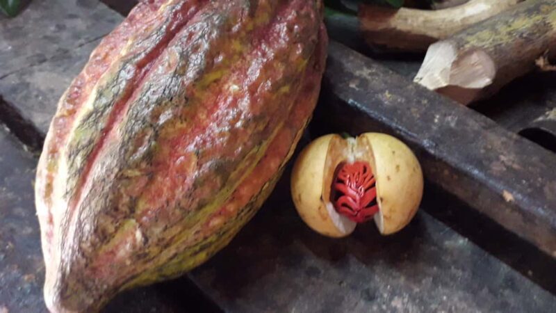 Grenada: Spice Island Expedition. - Who Will Love This Tour?