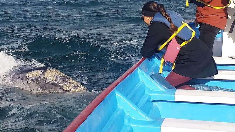 Grey Whale Watching at Mag Bay From Loreto - The Value of the Experience