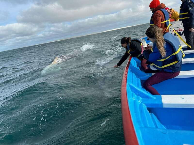 Grey Whale Watching at Mag Bay From Loreto - Who Will Love This Tour?