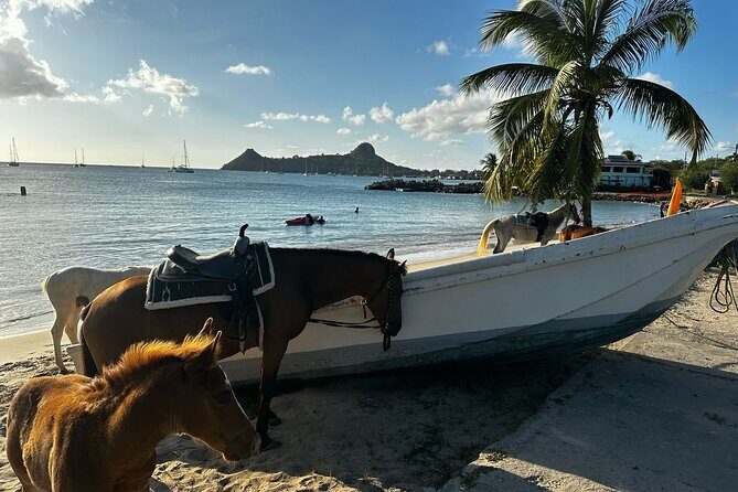 Gros Islet Village Horseback Riding run with Dore's riding Stable - Who Will Love This Tour?