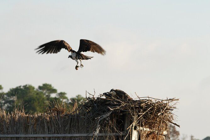 Group Boat Tours of Chincoteague & Assateague - Wild Ponies - The Sum Up