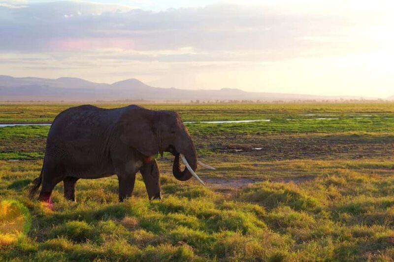Group Joining Day Tour To Amboseli National Park - Key Points
