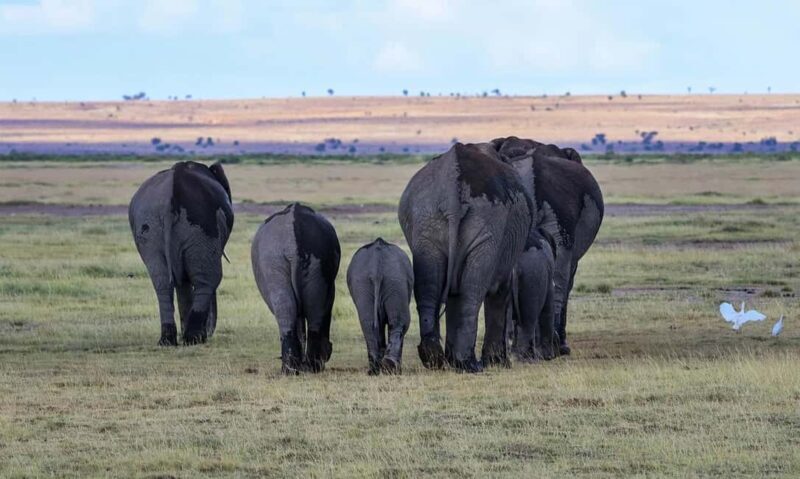 Group Joining Day Tour To Amboseli National Park - The Sum Up