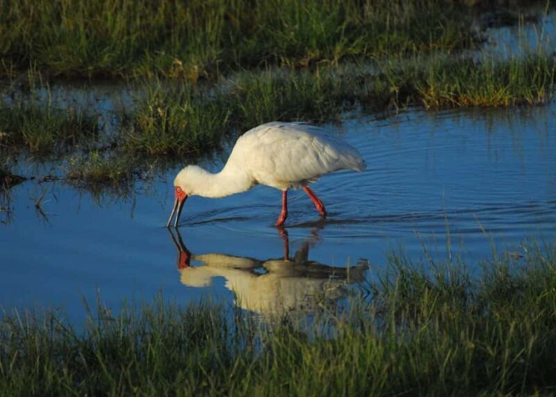 Group Joining Day Tour To Amboseli National Park - FAQ
