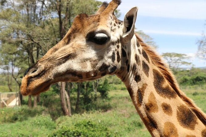 Group Joining Nairobi National Park and Giraffe Center - The Experience – What Travelers Are Saying