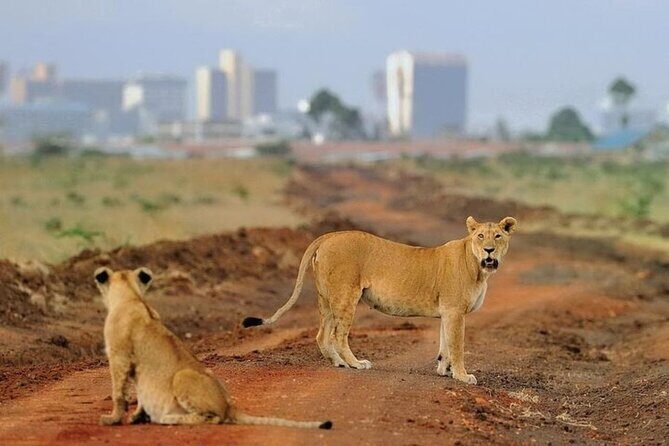 Group Joining Nairobi National Park and Giraffe Center - The Sum Up