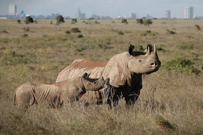 Group Joining Nairobi National Park and Giraffe Center - FAQ
