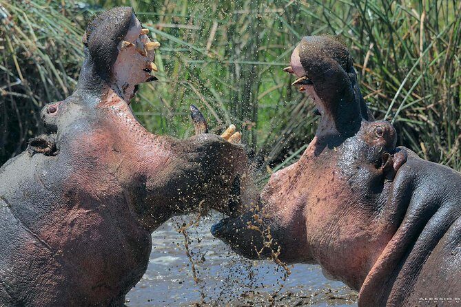 Group Safari 7 Days in Tanzania's Main Parks - Analyzing the Itinerary: What You Can Expect