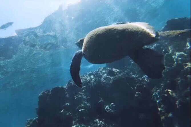 Group Snorkel Excursions in Lahaina, Maui - Final Thoughts