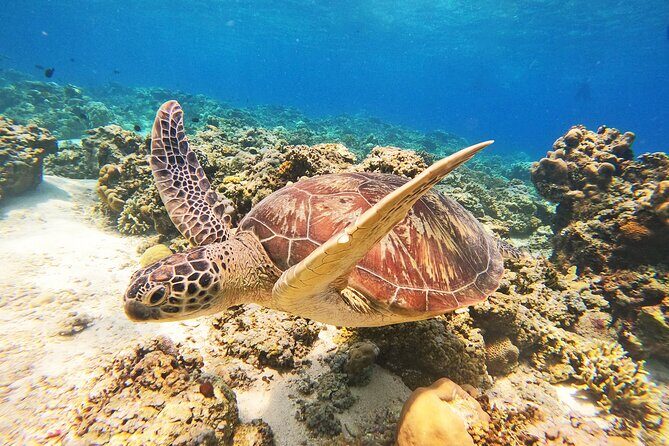 Group Snorkeling Tour Gili Islands Including GoPro Documentation - The Itinerary: What You Can Expect