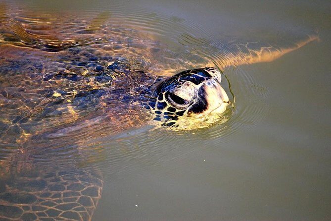 Group Stand Up Paddle Lesson and Tour - Why This Tour Is Worth Considering