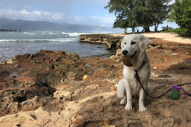 Group Surf Lessons for beginners on the North Shore of Oahu - Who Should Book This Tour?