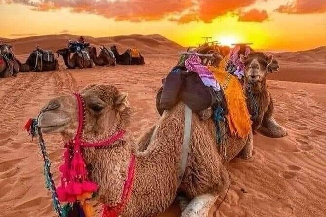 GROUP TOUR - 1 night 2 Day LUXURY Desert TRIP from FES to FES - A Detailed Look at the Itinerary & What You Can Expect