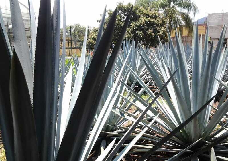 Guadalajara: Horse Riding on the Tequila Route with Tastings - FAQs