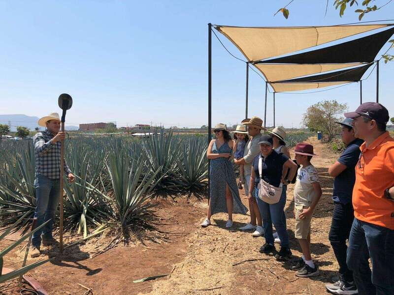 Guadalajara: Premium Tequila Tour with Tastings and Pairings - Final Thoughts