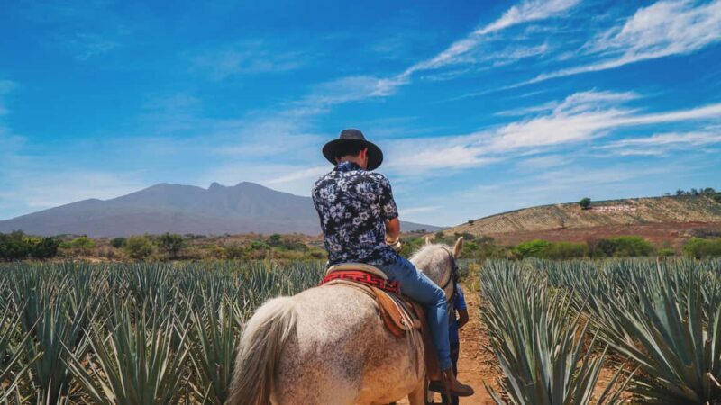 Guadalajara: Tequila Day Trip with Jose Cuervo Option - The Experience from Travelers’ Perspectives