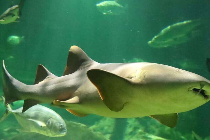 Guadalajara: ticket to Michin Aquarium - Introducing the Guadalajara: Ticket to Michin Aquarium Experience