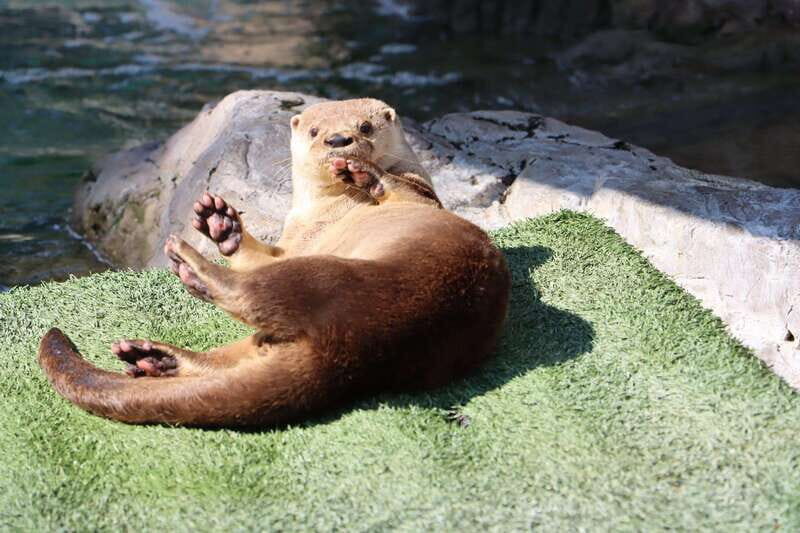 Guadalajara: ticket to Michin Aquarium - Key Points