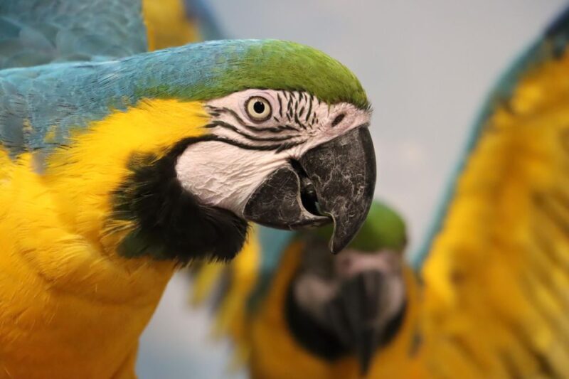Guadalajara: ticket to Michin Aquarium - Who Should Consider This Tour?