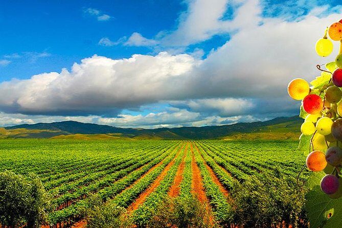 Guadalupe Valley Wine Route Tour in Baja California - Key Points