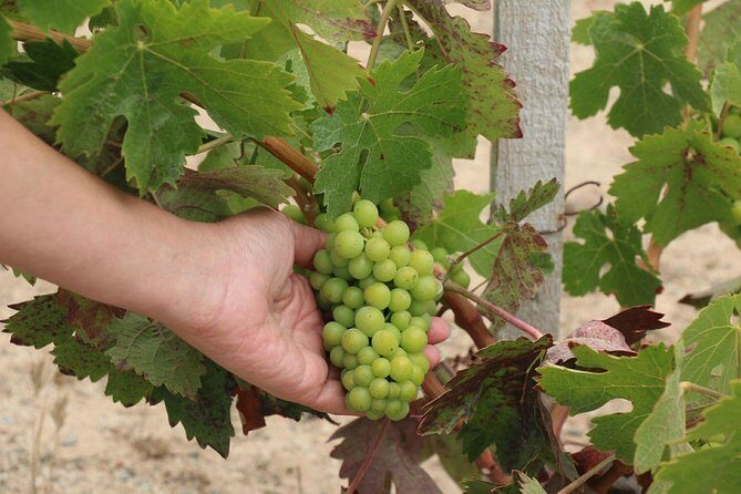 Guadalupe Valley Wine Route Tour in Baja California - Who Is This Tour Best For?