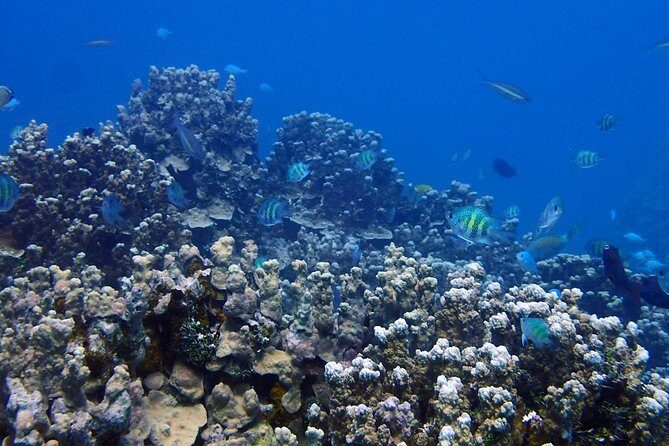 Guam's Best Beach Diving! Beginner and Advanced Dives - Key Points