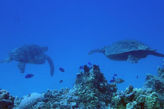 Guam's Best Beach Diving! Beginner and Advanced Dives - A Closer Look at the Guam Beach Diving Tour