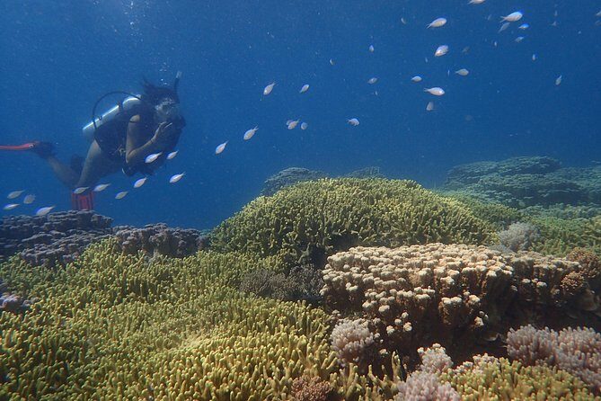 Guam's Best Beach Diving! Beginner and Advanced Dives - Authentic Feedback from Guests