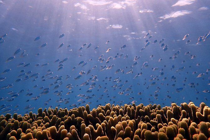 Guam's Private 5 Star Guided Snorkeling Tour! - Value and Pricing – Is It Worth It?
