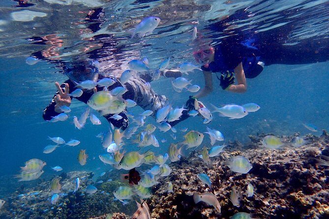 Guam's Private 5 Star Guided Snorkeling Tour! - Why Reviewers Love This Tour