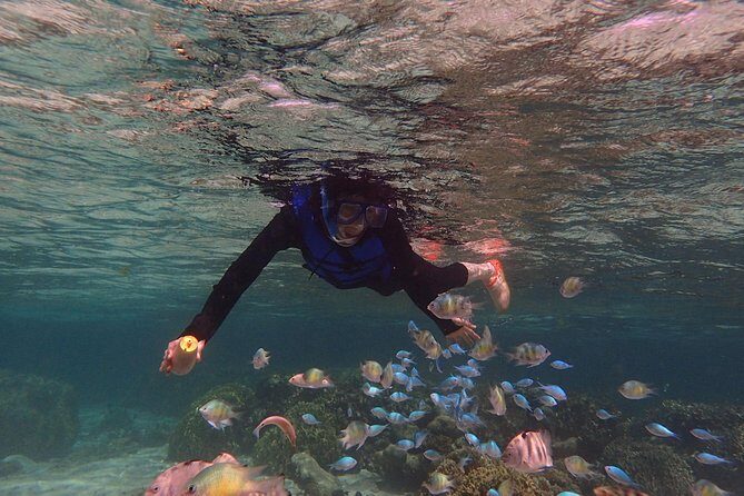 Guam's Private 5 Star Guided Snorkeling Tour! - Best For