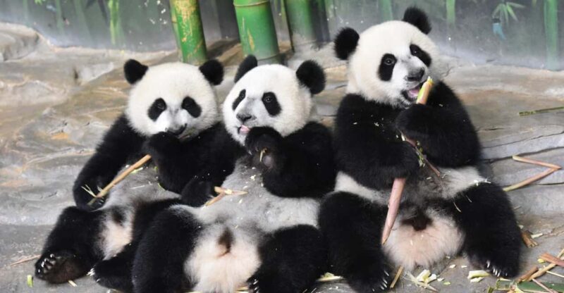 Guangzhou Chimelong: Safari Park/ParadiseOptional Day Tour - Discovering the Guangzhou Chimelong Safari Park and Paradise Day Tour