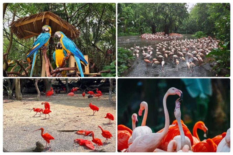 Guangzhou Chimelong: Safari Park/ParadiseOptional Day Tour - What to Expect on the Day