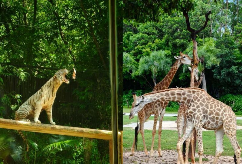 Guangzhou Chimelong: Safari Park/ParadiseOptional Day Tour - Authentic Visitor Perspectives