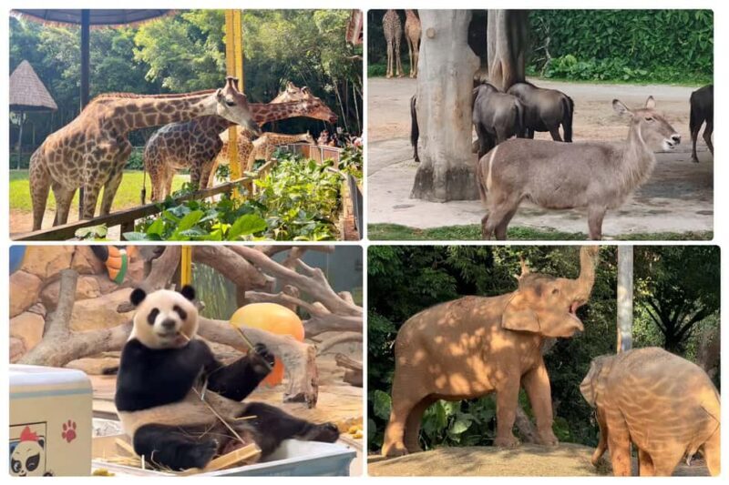Guangzhou Chimelong: Safari Park/ParadiseOptional Day Tour - Final Thoughts