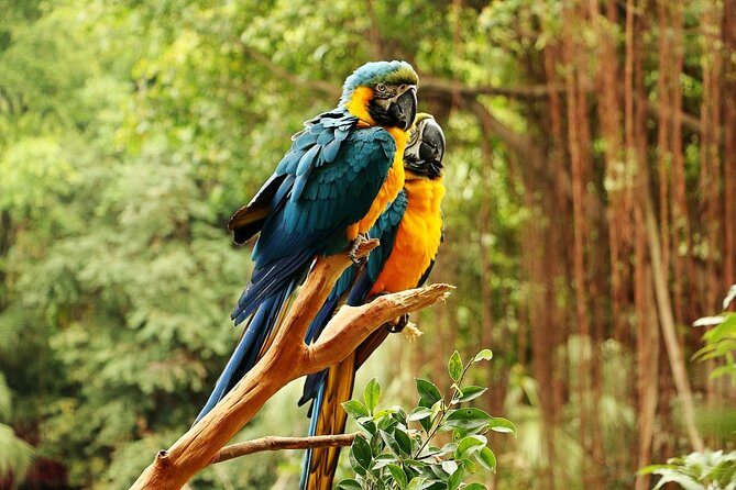 Guangzhou Chimelong Safari Park Private Guided Tour - A Closer Look at Guangzhou Chimelong Safari Park