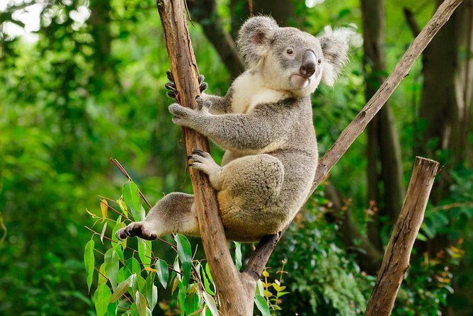 Guangzhou Chimelong Safari Park Private Guided Tour - Frequently Asked Questions