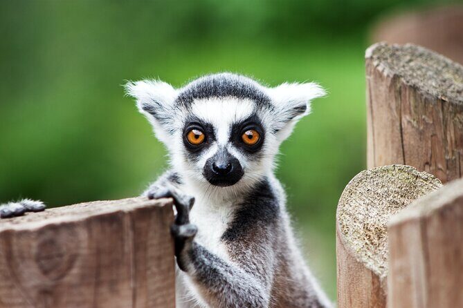 Guaranteed Departures: Vinpearl Safari & Countryside Pepper Farm - FAQ