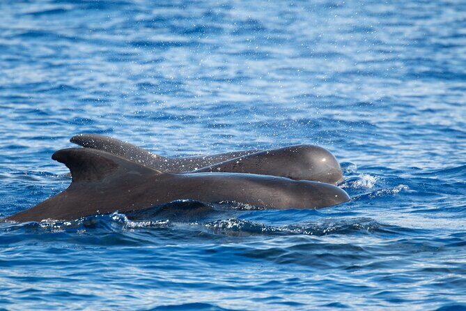 Guaranteed Dolphin and Whale Watch Tour in Kona - Who Should Book This Tour?