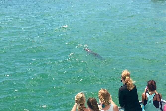 Guaranteed Dolphin Sighting Tour on Tropics Boat Tours - The Experience in Detail