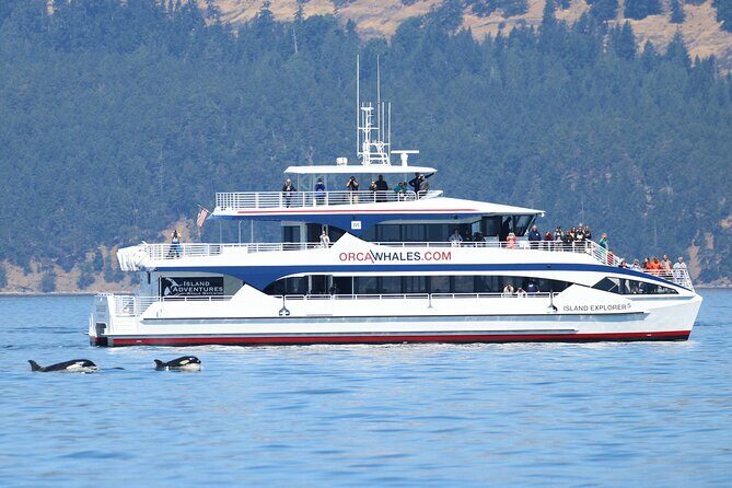 Guaranteed Whale Watch Tour from Anacortes - The Experience in Detail
