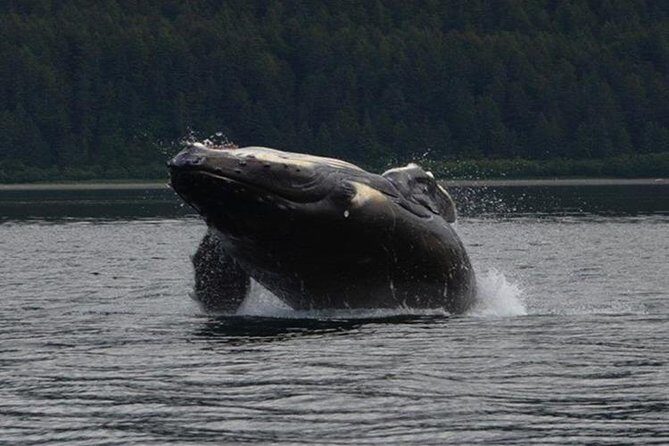 Guaranteed Whale Watching Adventure - The Tour Overview