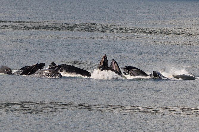 Guaranteed Whale Watching Adventure - What’s Included and Not