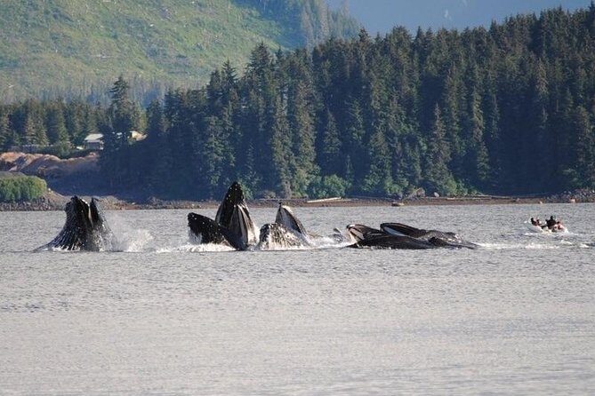 Guaranteed Whale Watching Adventure - FAQs