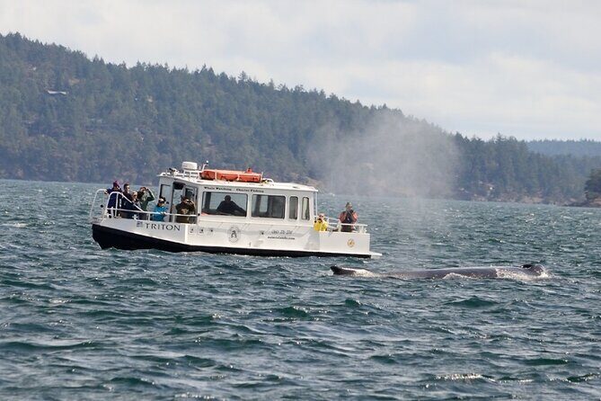 Guaranteed Whale Watching Tour - Key Points
