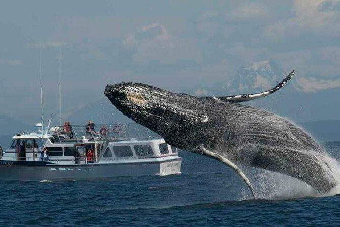 Guaranteed Whale Watching Tour - Introduction: Setting the Scene for Your Whale Watching Adventure