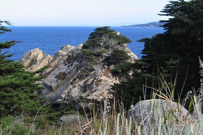 Guided 2-Hour Point Lobos Nature Walk - An In-Depth Look at the Point Lobos Nature Walk