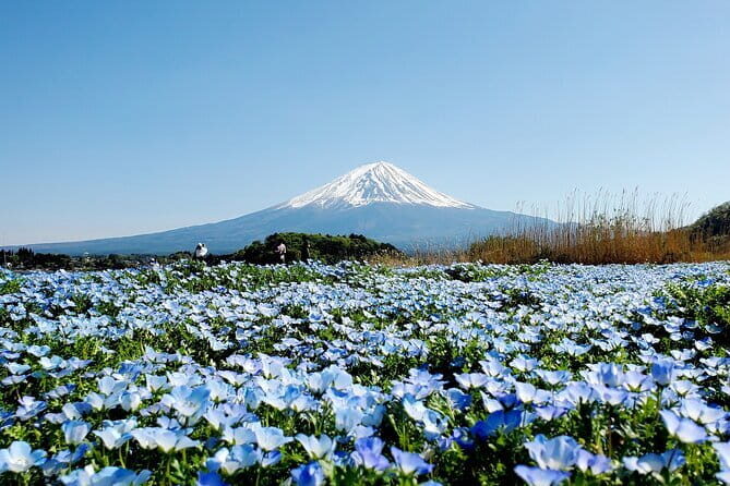 Guided 3 Days Tour Tokyo, Mt. Fuji and Hakone GREEN NUMBER PLATE - Key Points