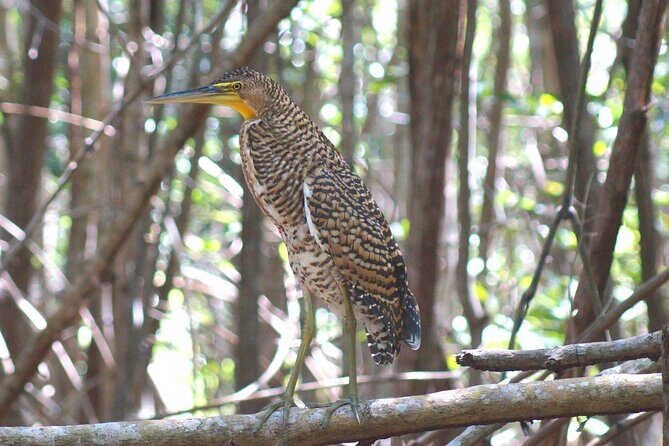 Guided Bird Watching Private Tour in Rio Lagartos from Tulum - Key Points